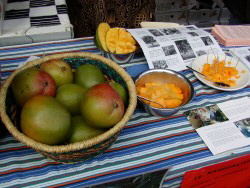 Mangoaktion 2008 Amalie aus Burkina Faso (Custom) Mangoaktion 2008 Amalie aus Burkina Faso (Custom)
