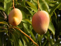 DSCN4647-2reife-Mangos (Custom) DSCN4647-2reife-Mangos (Custom)