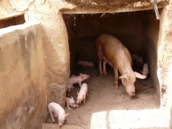 PROSAN-YE_P1050340-Zucht Rasseschweine-b (Custom) PROSAN-YE_P1050340-Zucht Rasseschweine-b (Custom)