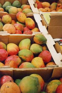Mangoaktion_2003_3-200 Mangoaktion_2003_3-200